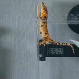 Climbing Stick with thermometer and hygrometer