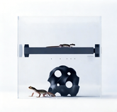 Climbing Stick with thermometer and hygrometer