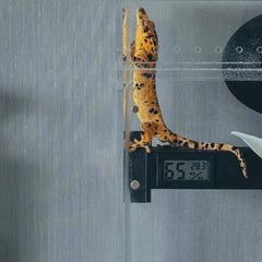 Climbing Stick with thermometer and hygrometer